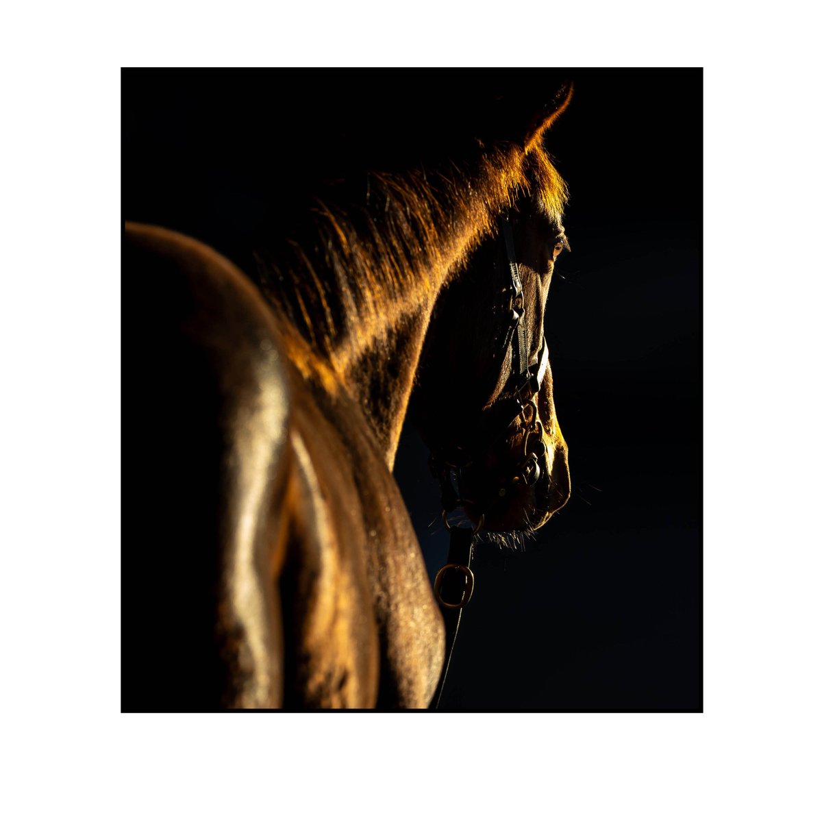 Morgan Treacy tweet media