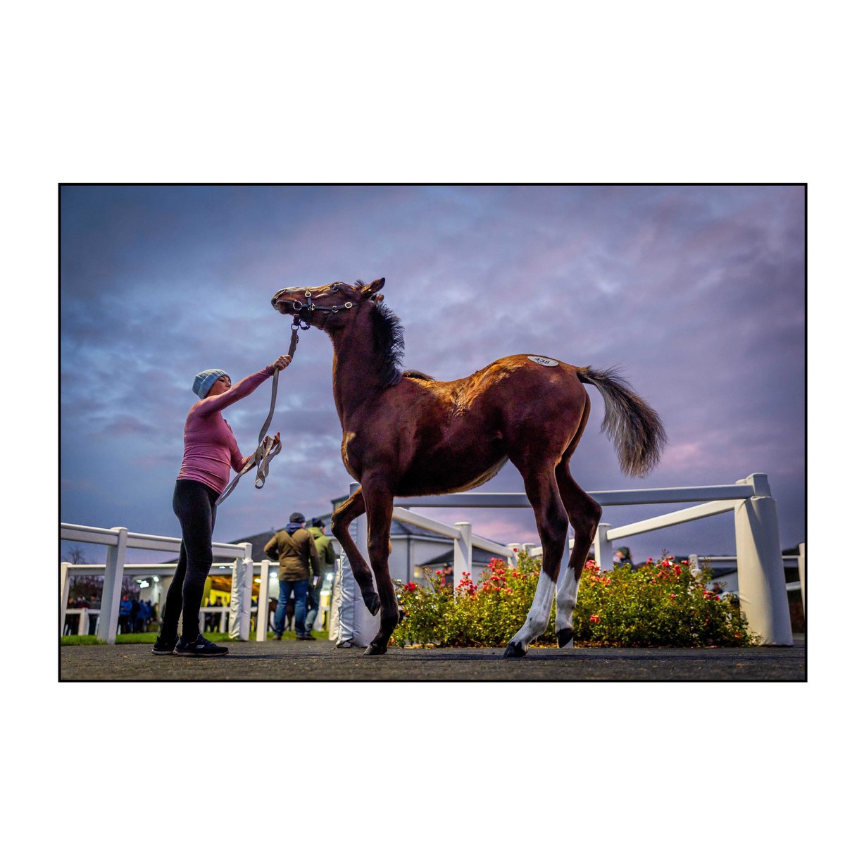 Morgan Treacy tweet media