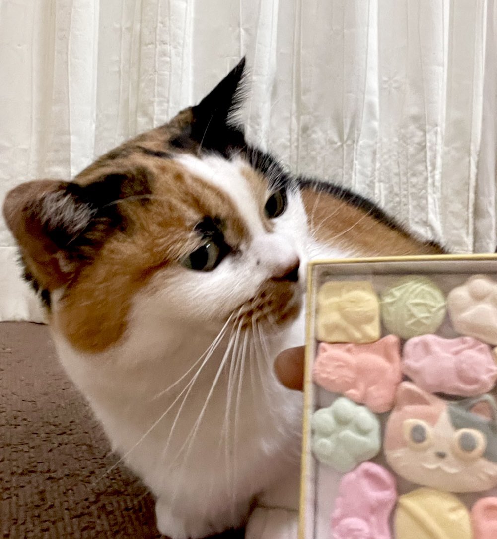 にゃんころもち (@sakura_nyancolo) / Posts / X