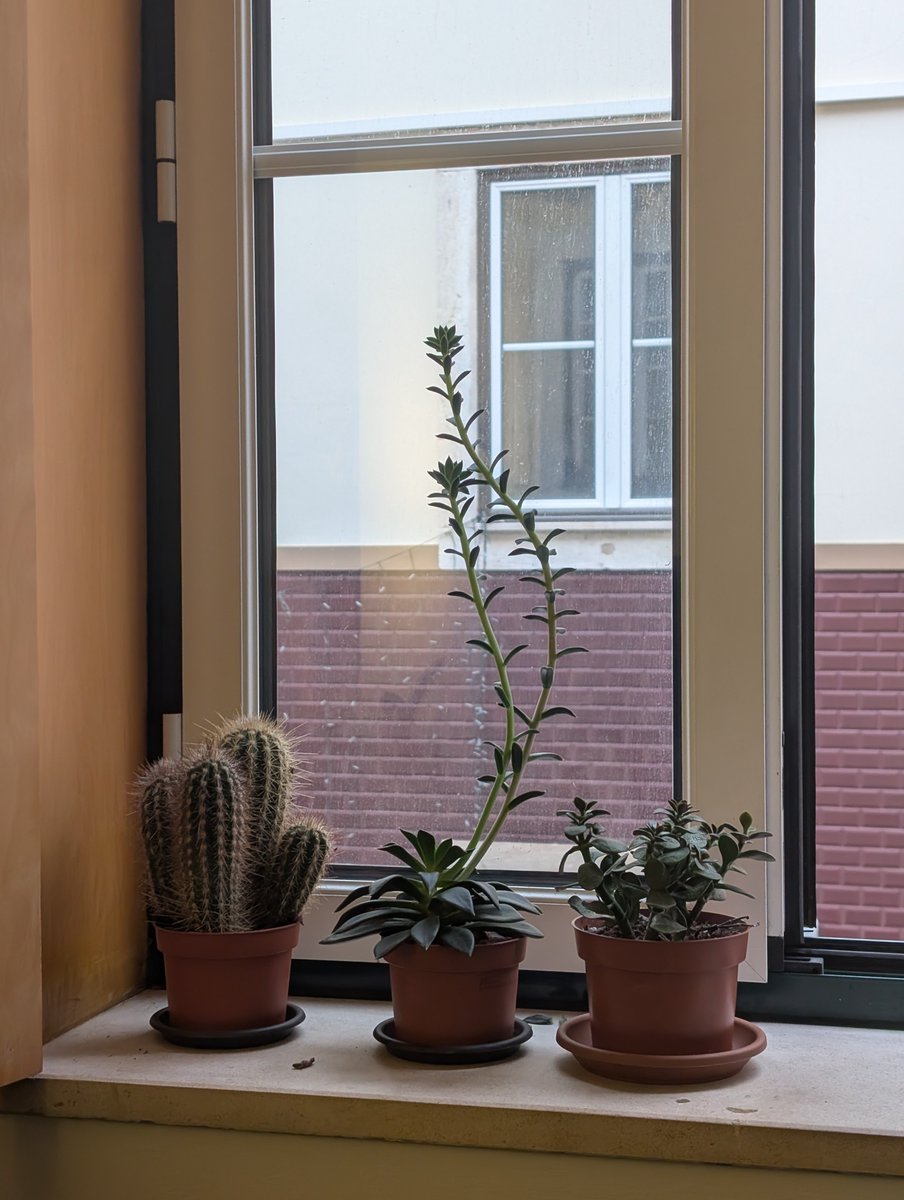 mechanical_monk's tweet image. hey how do i get my echeveria to chill tf out