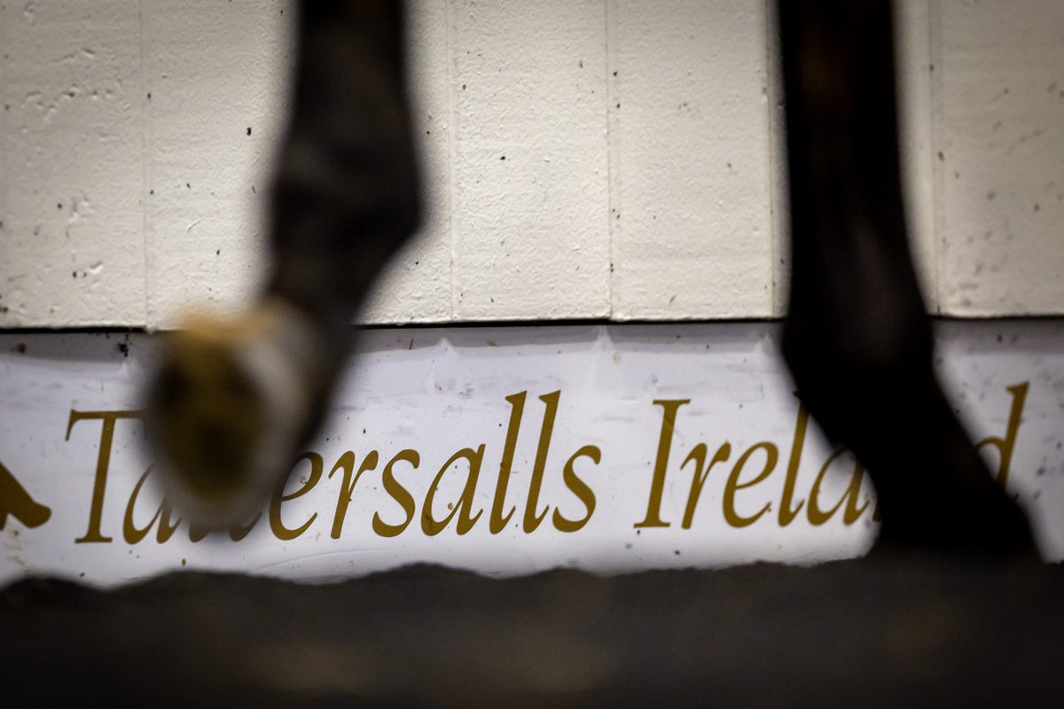 Tattersalls_ie's tweet photo. 🗞 𝗦𝗮𝗻𝗱𝘀 𝗢𝗳 𝗠𝗮𝗹𝗶 𝗶𝘀 𝘀𝗼𝗹𝗱 𝘁𝗼 𝗬𝗲𝗼𝗺𝗮𝗻𝘀𝘁𝗼𝘄𝗻 𝗦𝘁𝘂𝗱

Sands Of Mali, one of Europe’s most promising stallions and sire of Group 1 Commonwealth Cup winner Time For Sandals, has been sold to Yeomanstown Stud.

📱 Read More | https://t.co/rEavU6TQoU https://t.co/KGumwCNZuh