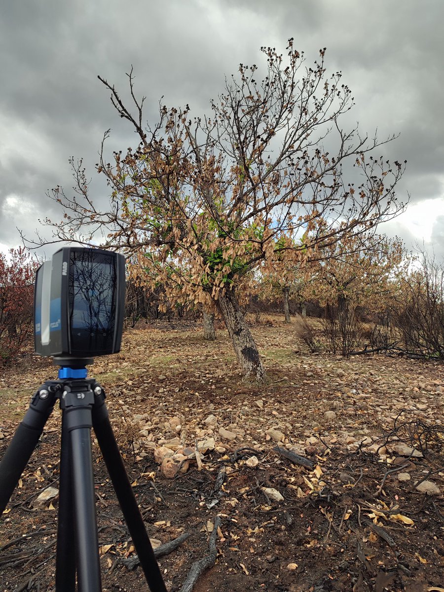 MndzMery's tweet photo. Two days collecting data of #chestnut 🌳🌰 in #LasMedulas to study the effects of #fire 🔥and understand the response of these #ancient #trees. @rafacalama2 @INIA_es @CSIC @mncn_csic @CSICdivulga #research #GADE #learning #DINAMO #ICIFOR #intenseday. 🧵1 of 2 https://t.co/rwvyxf6nQv
