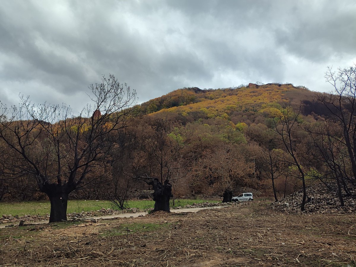 MndzMery's tweet photo. Two days collecting data of #chestnut 🌳🌰 in #LasMedulas to study the effects of #fire 🔥and understand the response of these #ancient #trees. @rafacalama2 @INIA_es @CSIC @mncn_csic @CSICdivulga #research #GADE #learning #DINAMO #ICIFOR #intenseday. 🧵1 of 2 https://t.co/rwvyxf6nQv