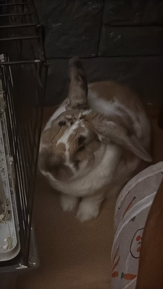 paddyloaf's tweet image. i owe £387 and cant afford £40 worth of medication next week. its a long shot but ive never been so screwed. i can do art for you in return if you can help in anyway