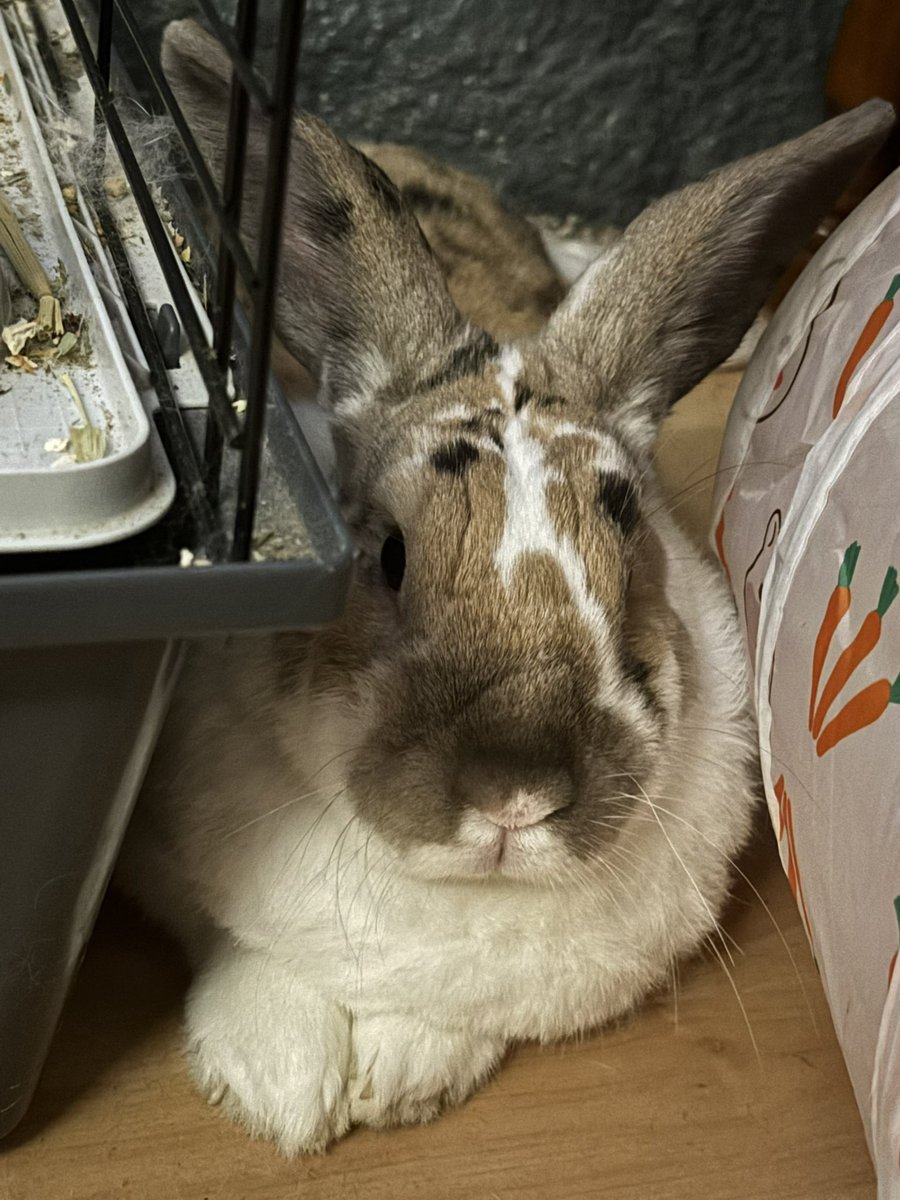 paddyloaf's tweet image. i owe £387 and cant afford £40 worth of medication next week. its a long shot but ive never been so screwed. i can do art for you in return if you can help in anyway