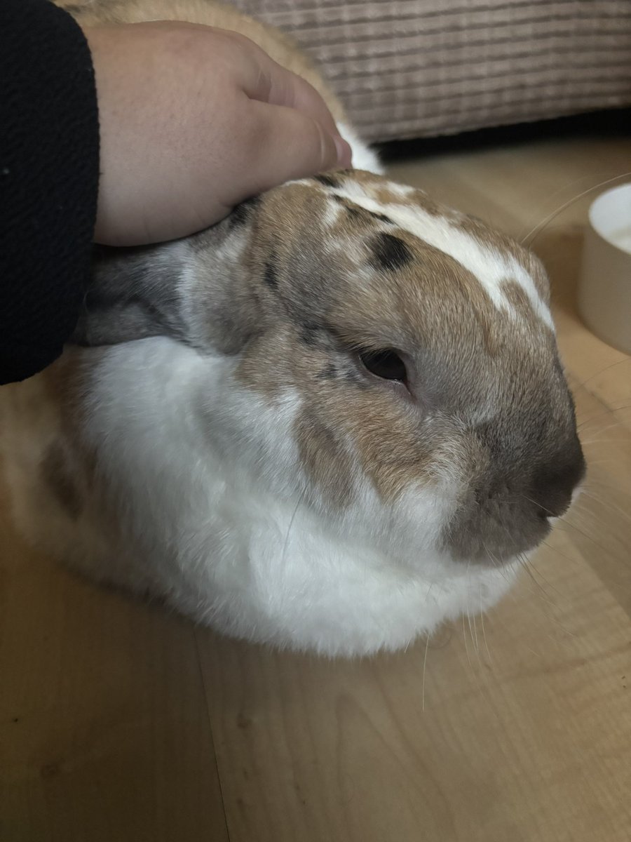 paddyloaf's tweet image. i owe £387 and cant afford £40 worth of medication next week. its a long shot but ive never been so screwed. i can do art for you in return if you can help in anyway