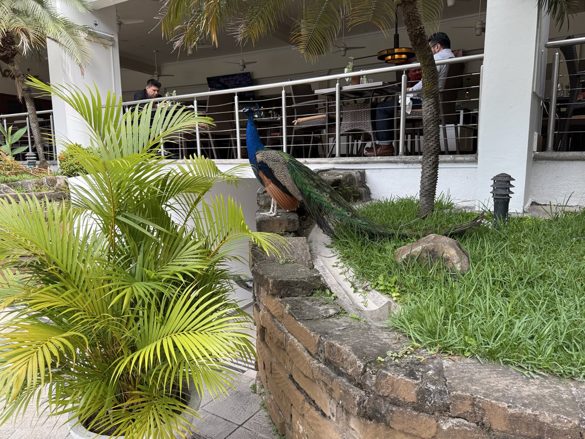 RayPang1's tweet photo. Just another customer waiting patiently for food order at the Sheraton Presidente Hotel in the beautiful country El Salvador https://t.co/ZuKab2gCKr