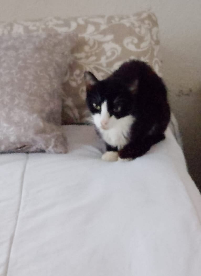 ColoniaGats's tweet photo. Os presentamos a Babor, un #gatito que calculamos que tendrá 5 años y que apareció en @ColoniaGats   hace dos.
En verano empezó a tener mocos  y aunque se le dió medicación, no mejoró y la veterinaria ha recomendado que no vuelva a la colonia
¡Necesita adopción urgente¡
#Valencia https://t.co/yAnFGxvJJV