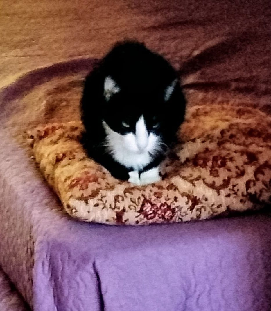 Os presentamos a Babor, un #gatito que calculamos que tendrá 5 años y que apareció en <a href="/ColoniaGats/">ColoniaGatsLaPlata</a>   hace dos.
En verano empezó a tener mocos  y aunque se le dió medicación, no mejoró y la veterinaria ha recomendado que no vuelva a la colonia
¡Necesita adopción urgente¡
#Valencia