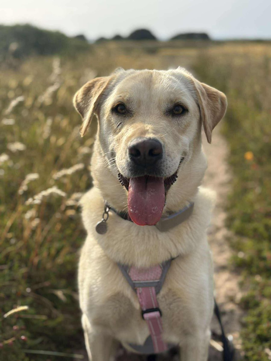 rescuedoggypaws's tweet image. Lulu needs a foster or adopter.  She is currently in #NorthYorkshire and needs someone who truly understands the Labrador breed. Someone experienced, patient, confident to guide her forward, and ready to give her the structure and love she deserves
PawpersInTheRuff.com/lulu
#Leeds