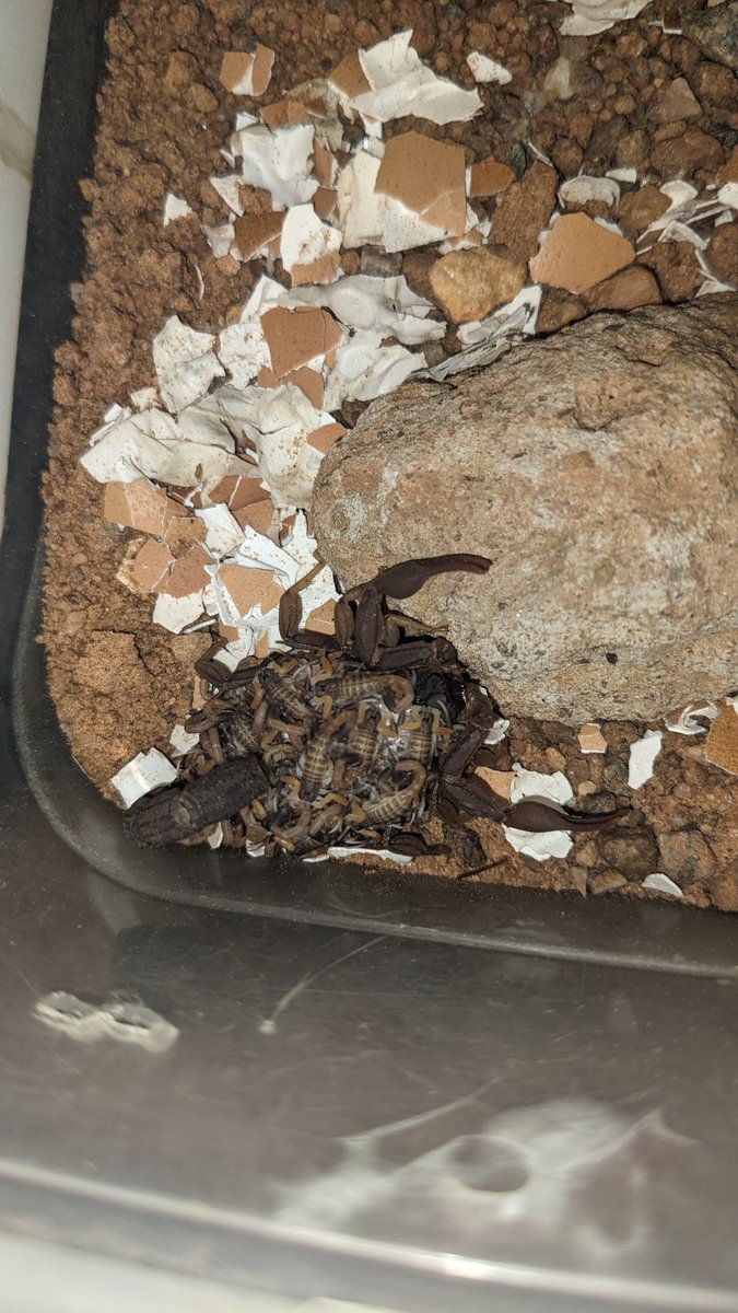 ScriptNovice's tweet image. The one I have is popped it&apos;s scorpling