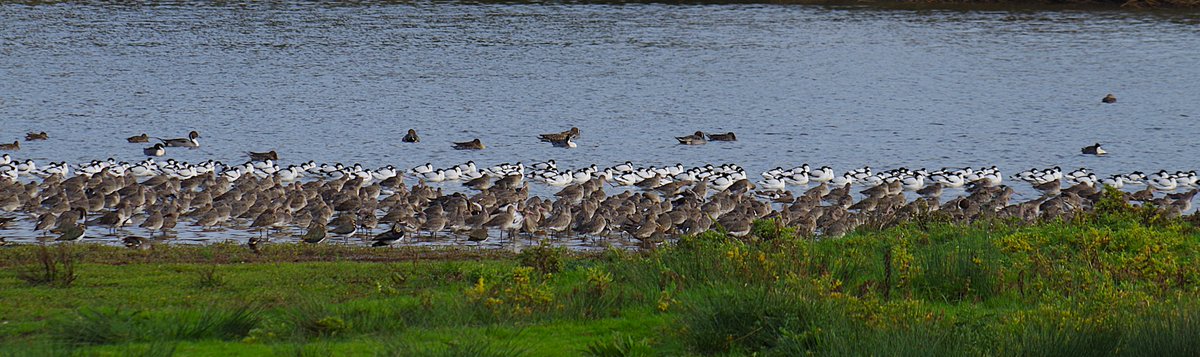 Nice to see good numbers of Avocets on our neighbour's patch earlier today #BGM <a href="/RSPBExeEstuary/">RSPB Exe Estuary & Darts Farm</a>