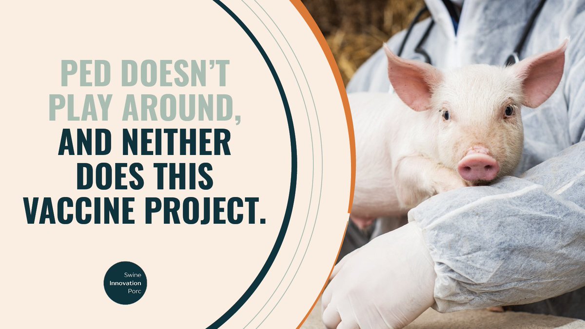 SwineInnovation's tweet image. Piglets are highly vulnerable to the Porcine Epidemic Diarrhea virus.
But #SC4 scientists are fighting back with two innovative vaccine approaches, both delivered through plants.
Easy to use, safe for animals and a potential game-changer for swine health.

Learn more:…
