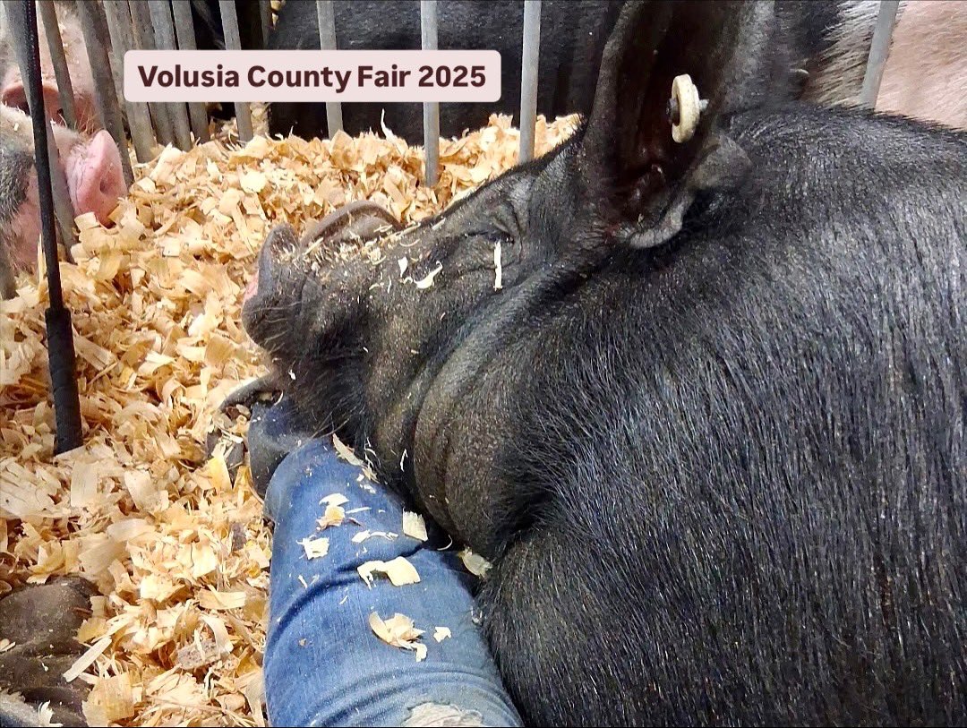 coni_perry's tweet image. My granddaughter Lia got a little too attached to her market swine this year. 🐷💙🎡 #marketswine #livestockshow #ffa #farmgirl #vcf2025