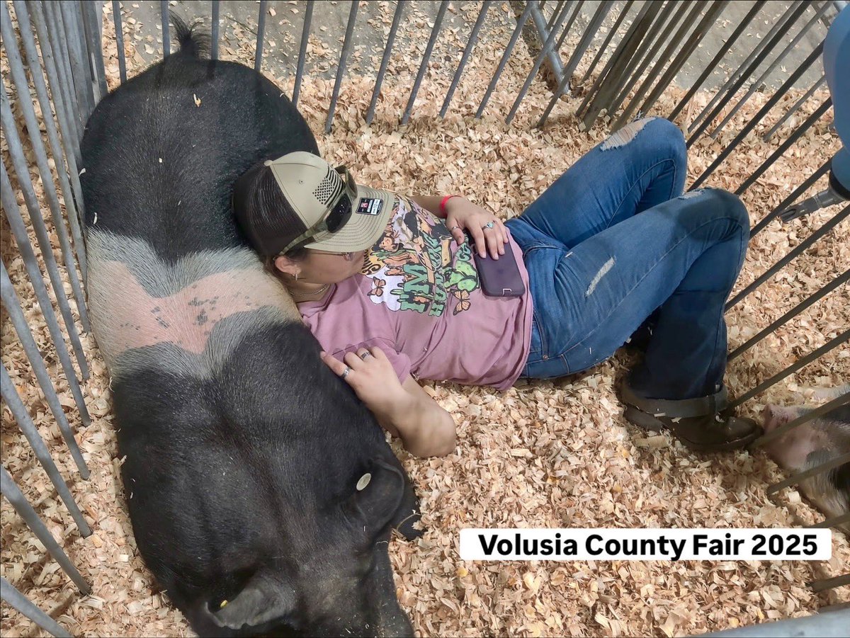 coni_perry's tweet image. My granddaughter Lia got a little too attached to her market swine this year. 🐷💙🎡 #marketswine #livestockshow #ffa #farmgirl #vcf2025