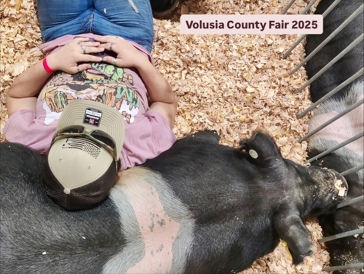 coni_perry's tweet image. My granddaughter Lia got a little too attached to her market swine this year. 🐷💙🎡 #marketswine #livestockshow #ffa #farmgirl #vcf2025