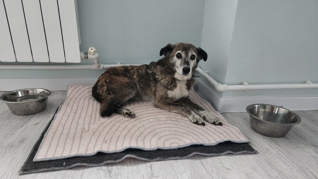 Жуле как великовозрастной барышне, любящей покой, отвели аппартаменты сиаршей дочери
Девочке 10 лет