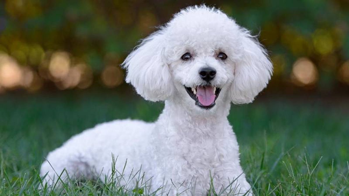 A mí sí me encantaría ser un Caniche, señora #Ayuso, lo que no deseo ser nunca, es un bicho malo y lleno de odio como ustedes. #CanicheRojo #LibertadDePrensa #libertaddeexpresion #Noalodio #España #Madrid #migración