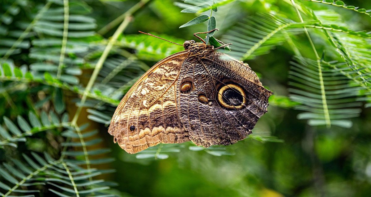 lercionotizie's tweet image. #ultimora Entomologia. Scoperta farfalla amazzonica che ha un su un'ala macchia a forma di Belen Rodriguez
lercio.it/entomologia-sc…