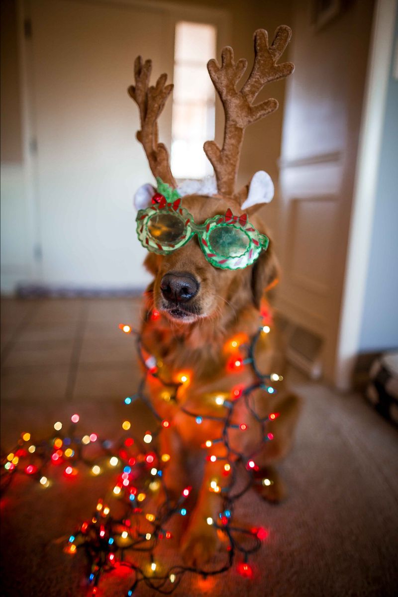 oldglasses's tweet photo. Christmas is closer than it looks - shop now! - https://t.co/sfYoCPyQsx https://t.co/Ika9SN9i5h