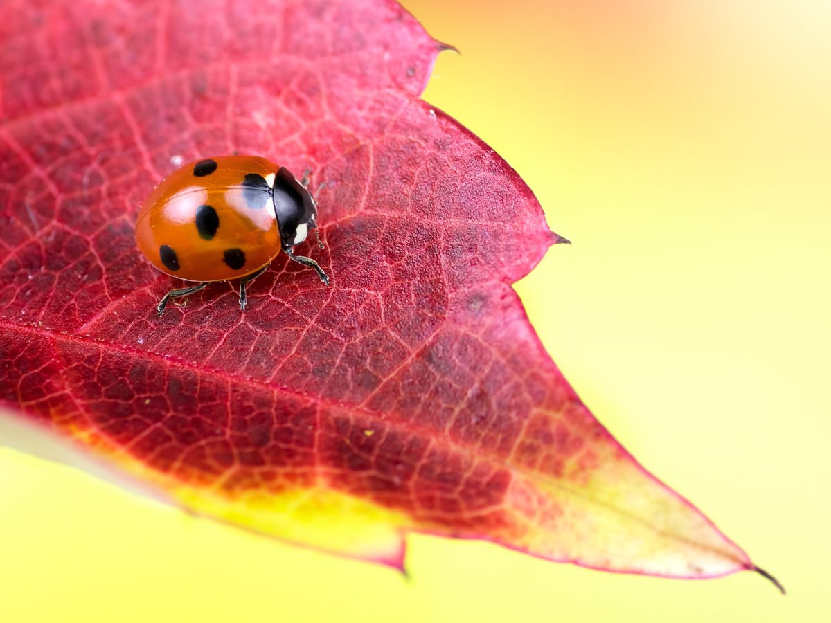 Ladybugs defend themselves through a behavior called reflex bleeding, where they excrete a bitter, foul-smelling yellow fluid from their leg joints. This chemical tastes repulsive and can be mildly toxic to predators like birds, ants, or spiders.

#TiredEarth #nature