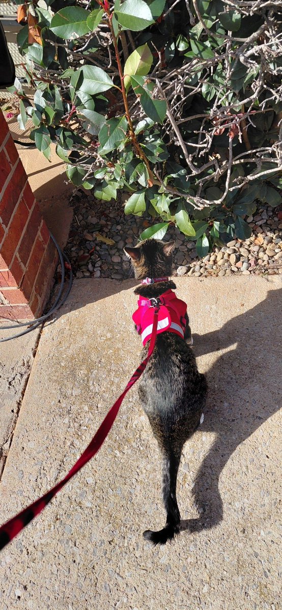 GIJOE6732's tweet image. Out for our morning walk.
#WalkingMissMinnieMouse
🐈----------------🚶
#whattheforecast #wtforecast