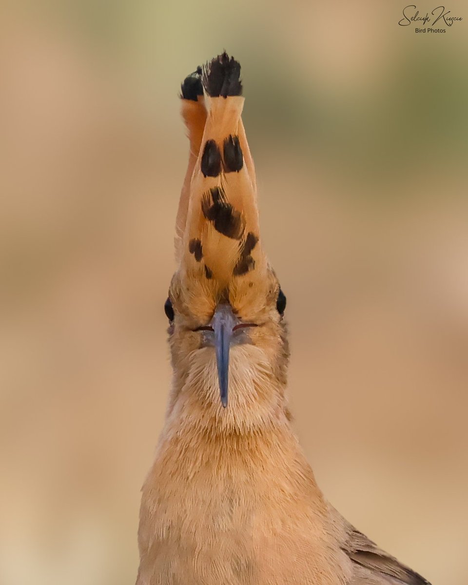 Bu yaz onun tam hayal ettiğim fotoğraflarını çekmiştim, ama bir de vesikalık olanı var...😃

#ibibik #selcuk_kuscu_birds #GöksunKuşları