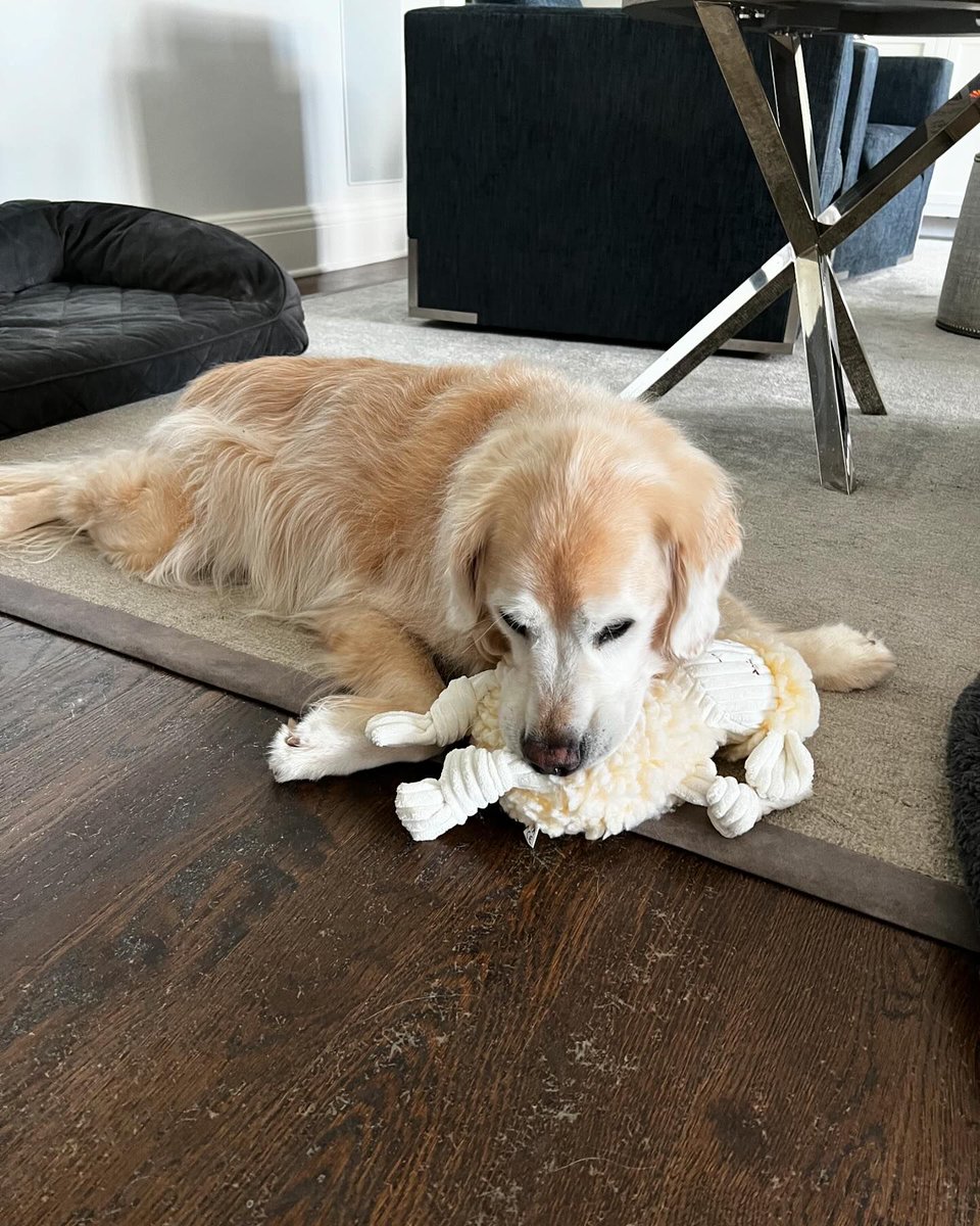 Old boy still loves his toys 🐶🩵