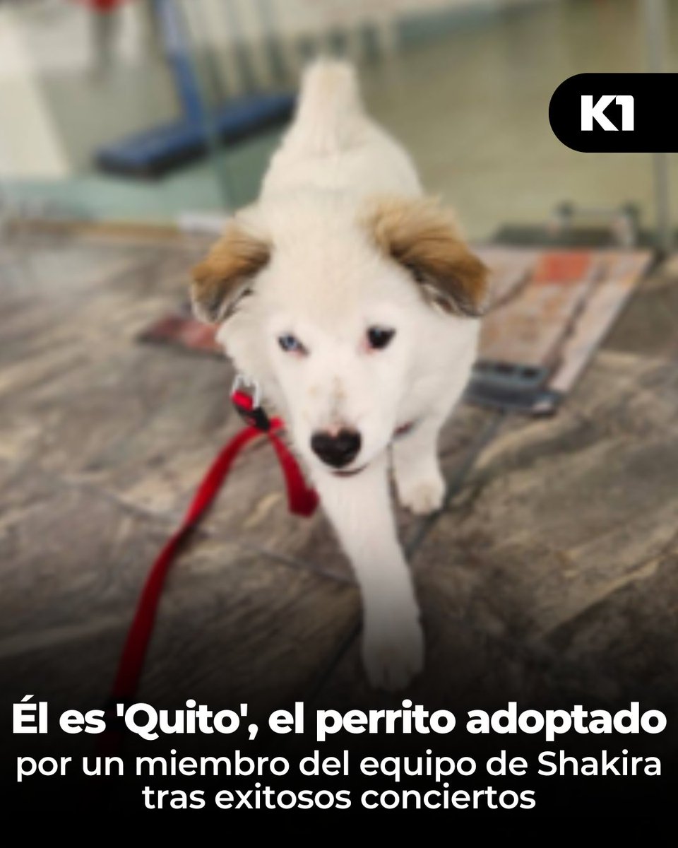 🐶💖 ¡Amor a primera vista en la gira de Shakira! 🇪🇨🎤 Un miembro de su equipo adoptó a un perrito y lo llamó “Quito” 🏙️🐾 ¡De Ecuador al mundo, una historia que derrite corazones! 🌎✨ Entérate de más en 👉 acortar.link/0phTW8 👈 (BV)