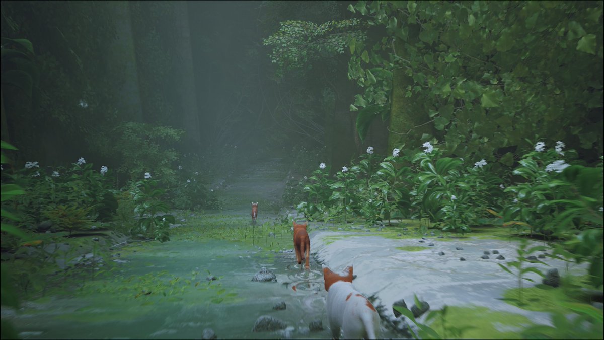 C0deVeronica's tweet image. #Stray 🥺