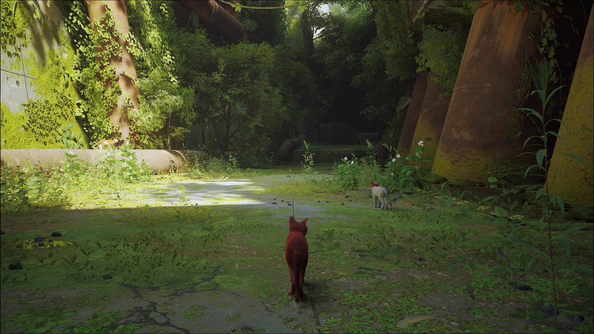 C0deVeronica's tweet image. #Stray 🥺