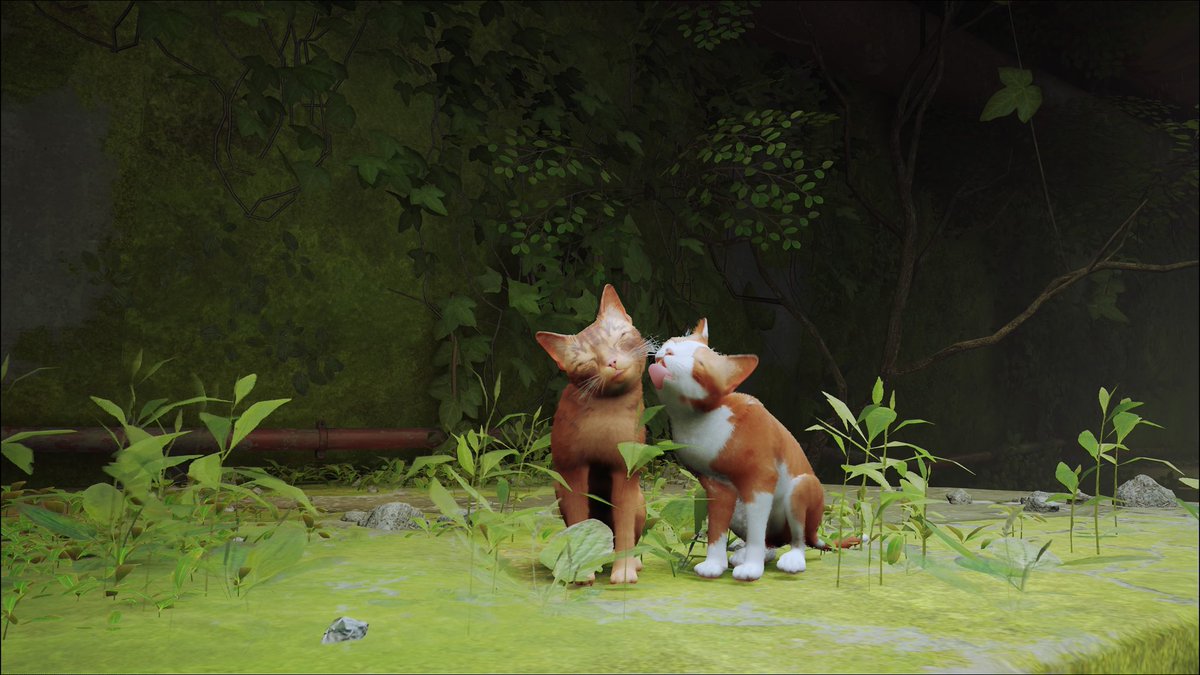 C0deVeronica's tweet image. #Stray 🥺