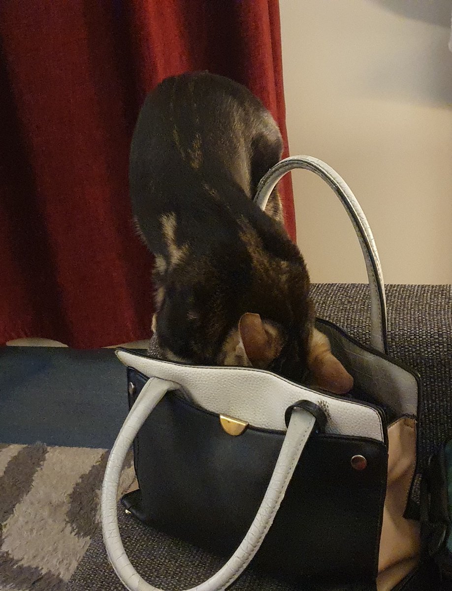 Penny Pigtails tweet media