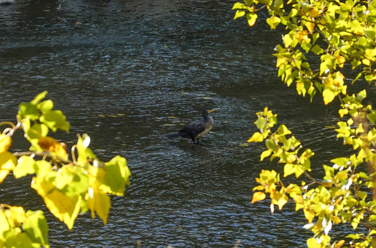Ayer por la ribera del Manzanares, precioso día otoñal antes de que llegarán las lluvias😍