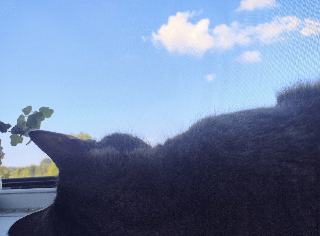 Hab vor paar Tagen erfahren, dass meine Katze Krebs hat. Sie frisst nicht und wirkt sediert. Probieren noch das Futter + Medikamente eigenständig zu verabreichen aber es hilft nicht.
Wird wohl Bald zu Ende gehen und die Phase gerade ist schlimmer als das Ende selbst 💔
#fckcancer