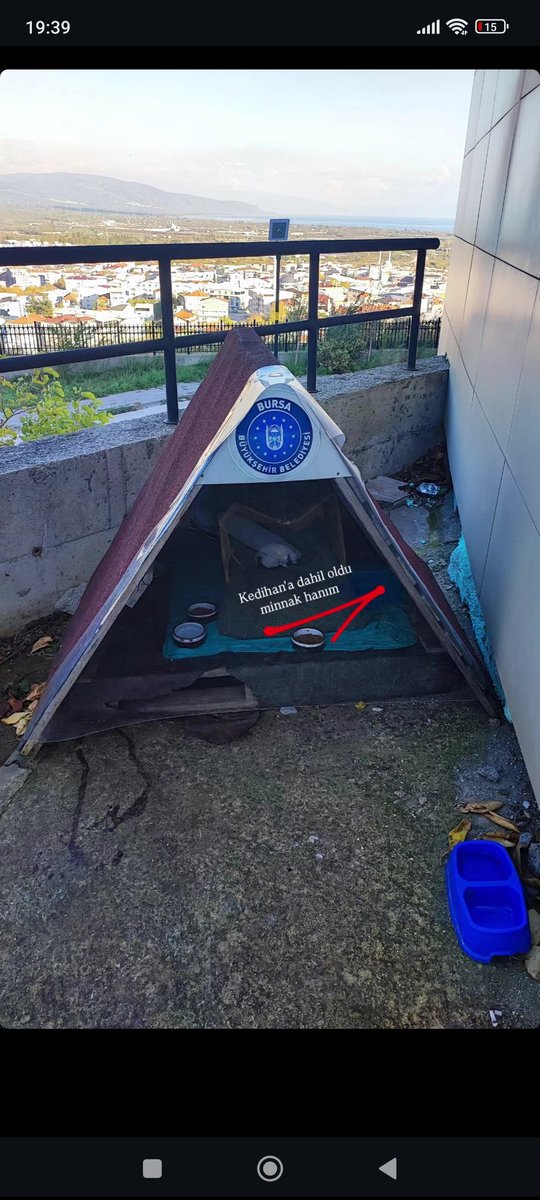Gcarlinz's tweet photo. Az daha ezecegim bir kedi buldum yol ortasinda . Titriyordu ve bir gözü enfeksiyonluydu . Aşısını yaptık , enfeksiyonunu temizledik . Güzel yuvasında bi güzel dinlendi . Yarın videosunu atarım 😃 https://t.co/nBDn5G3uLg