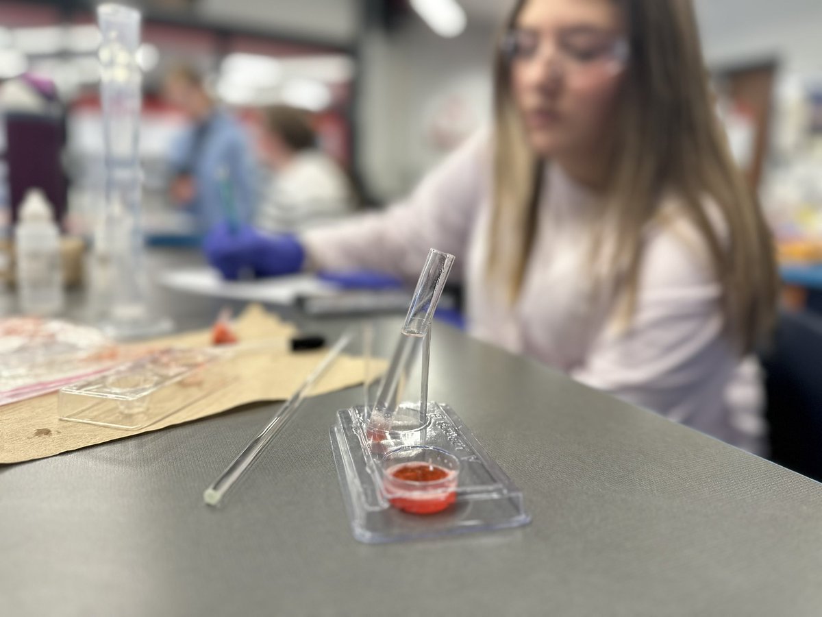 Honors agriscience students use physical and chemical methods to extract DNA from strawberries today in class