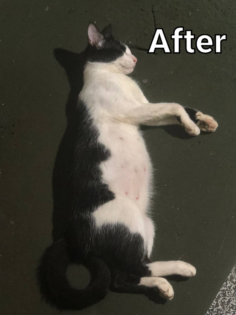 DALEySleep's tweet photo. The Before and After pic looks crazy man 😂

Didn't realize that its only been 9 months, who knew she would survive this long 😁👌 https://t.co/3IyGC5WYqx