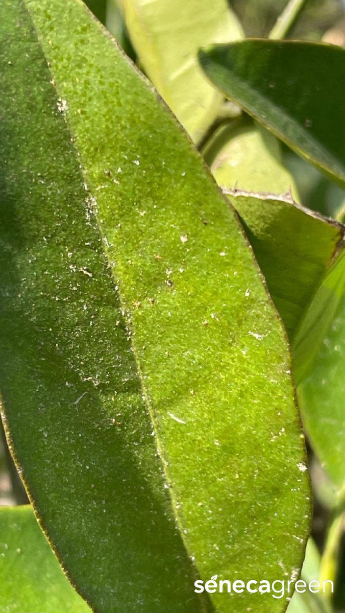 Seneca Green Agro tweet media