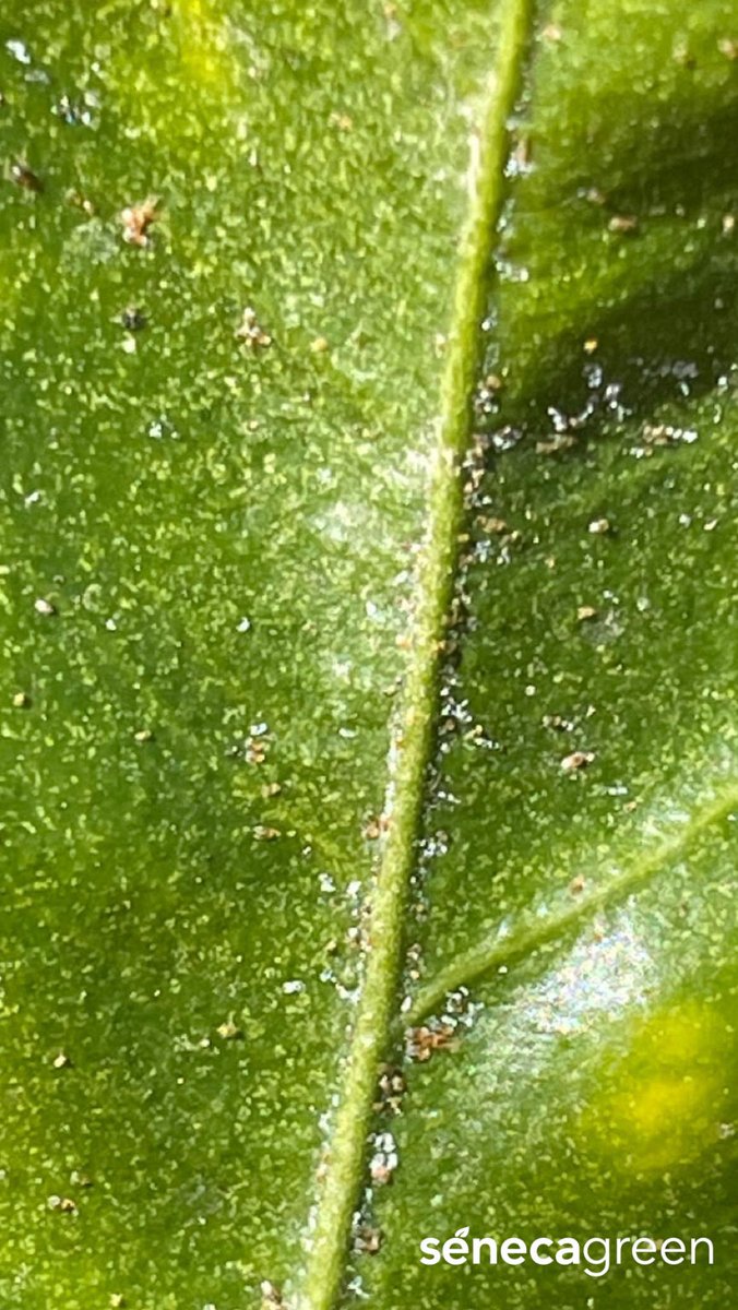 Seneca Green Agro tweet media