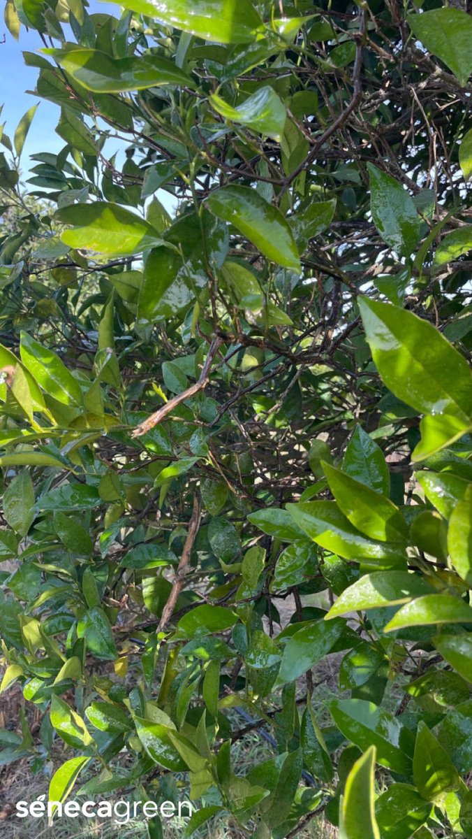 Seneca Green Agro tweet media