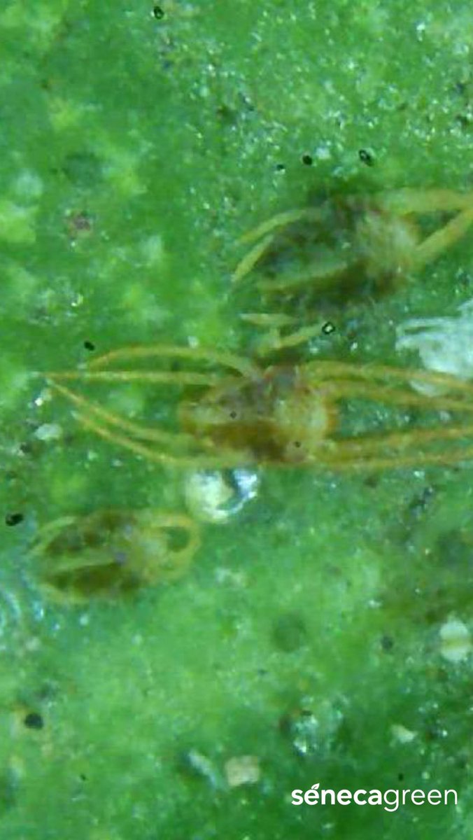 Seneca Green Agro tweet media