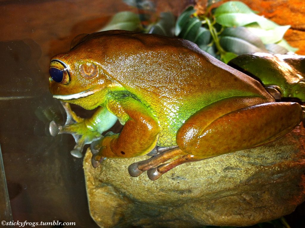 stickyfrogs's tweet image. Round Frog has enjoyed her Dinner tonight but she is more interested in Dinner That Belongs To Others!