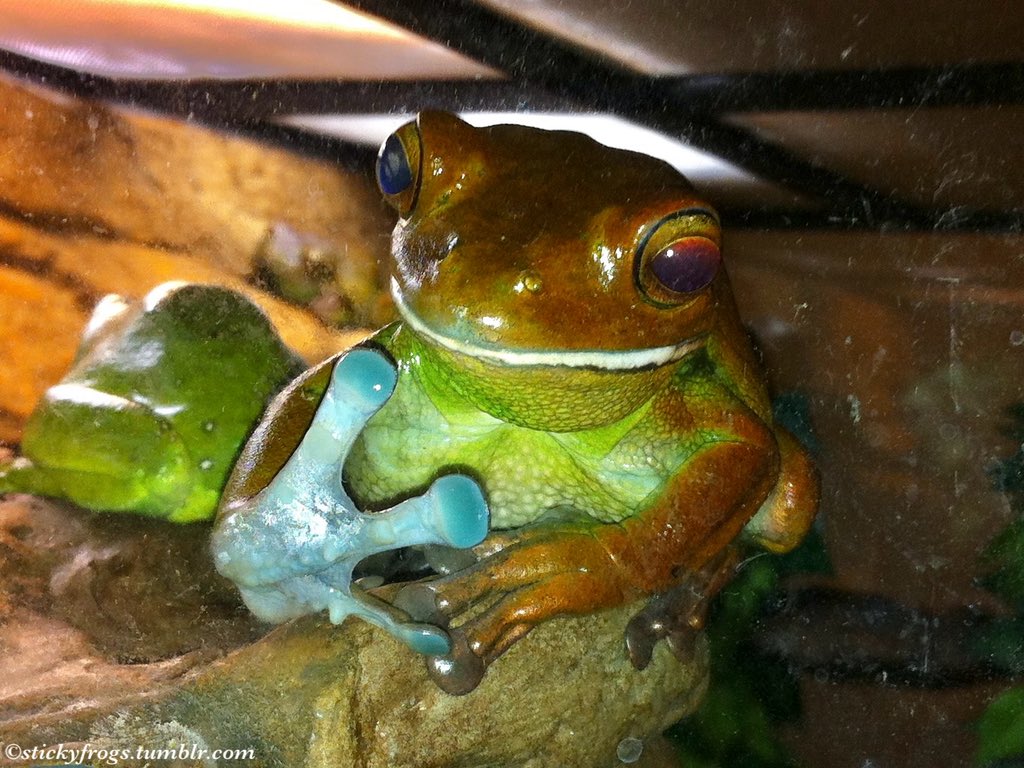 stickyfrogs's tweet image. Round Frog has enjoyed her Dinner tonight but she is more interested in Dinner That Belongs To Others!