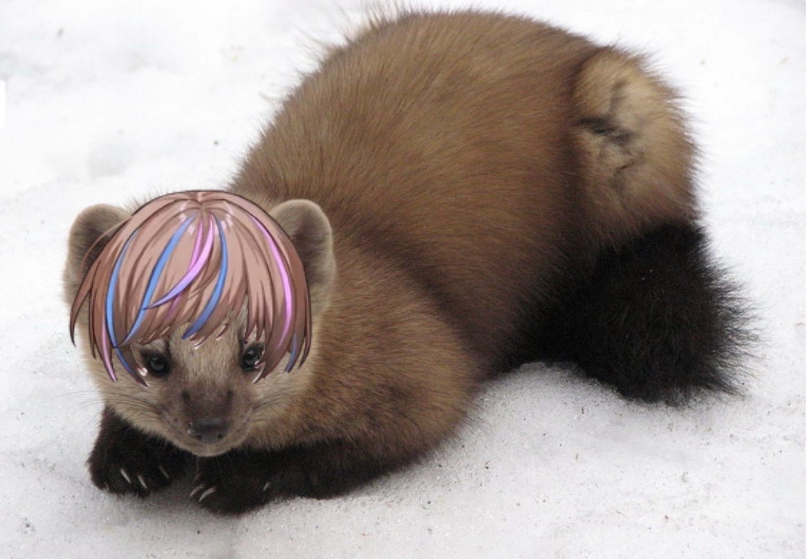 VampPh1c's tweet image. hey guys its a sable! .. but what if it was a seible … 

#Seiblue #Clipeible