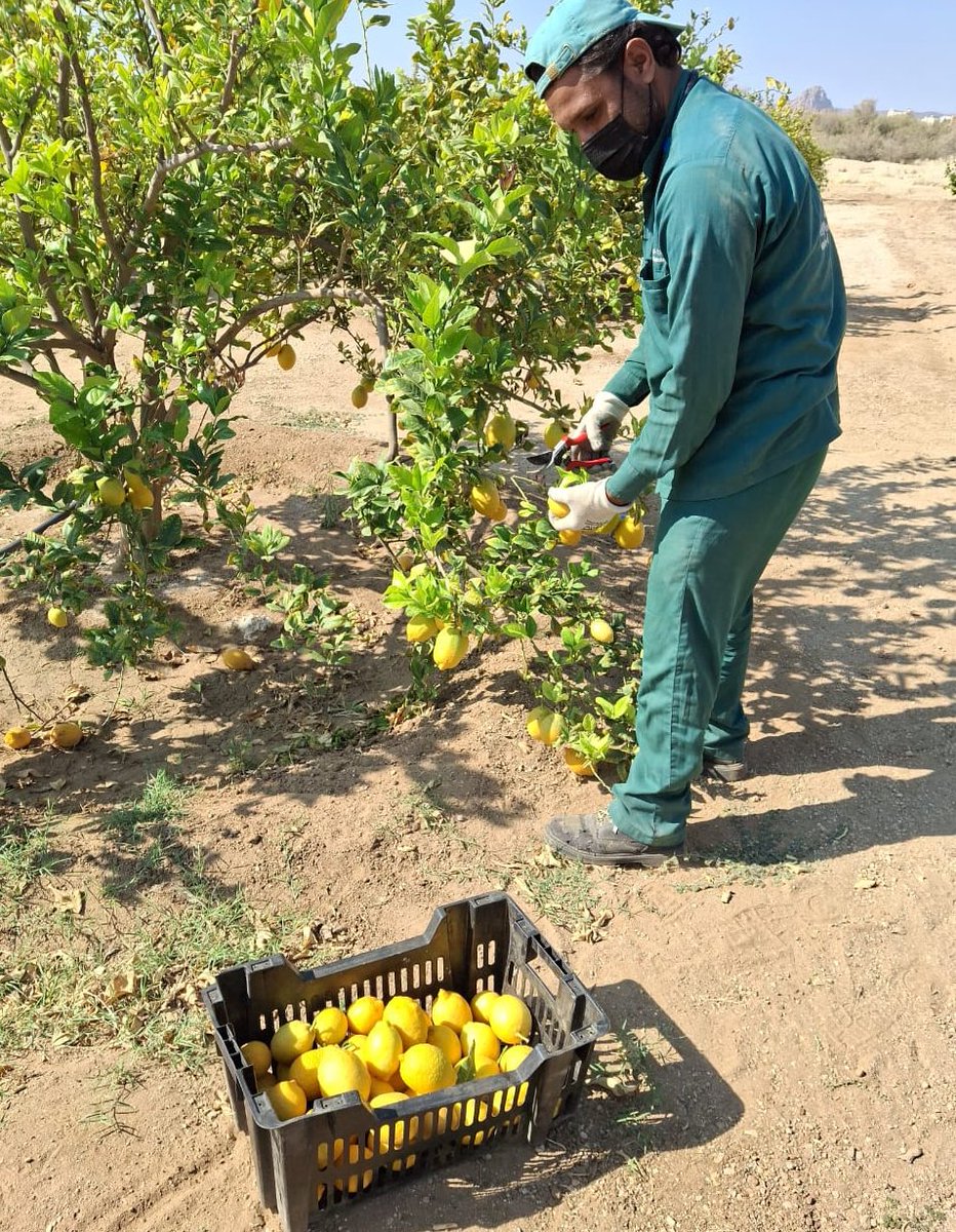 Nabt_app's tweet image. متوفر الآن في مزاد نبت! 🍋
 ليمون أضاليا طازج ومحلي — جودة عالية ومن المزرعة مباشرة:
• جودة ممتازة وحجم متوسط
• اللون: أصفر أو أخضر حسب رغبة العميل
• الكمية المتوفرة: 3.5 طن (3500 كجم)
• محصود وجاهز للشراء الآن

bit.ly/4ox5j9c