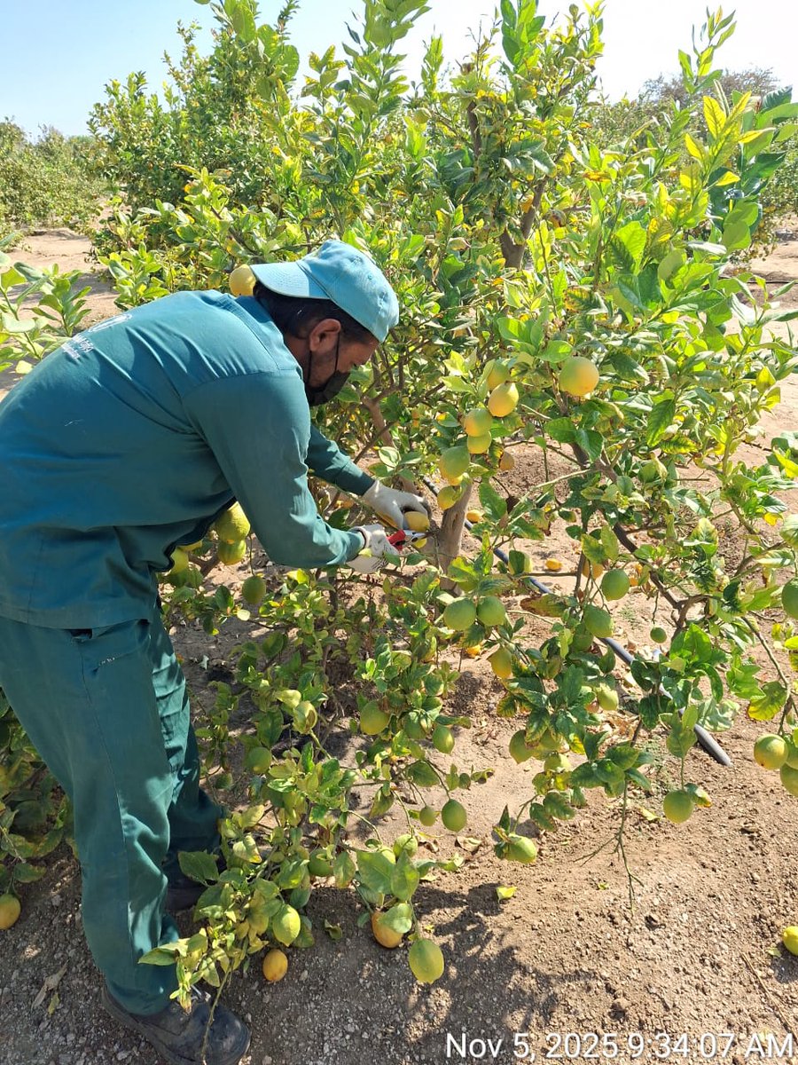 Nabt_app's tweet image. متوفر الآن في مزاد نبت! 🍋
 ليمون أضاليا طازج ومحلي — جودة عالية ومن المزرعة مباشرة:
• جودة ممتازة وحجم متوسط
• اللون: أصفر أو أخضر حسب رغبة العميل
• الكمية المتوفرة: 3.5 طن (3500 كجم)
• محصود وجاهز للشراء الآن

bit.ly/4ox5j9c