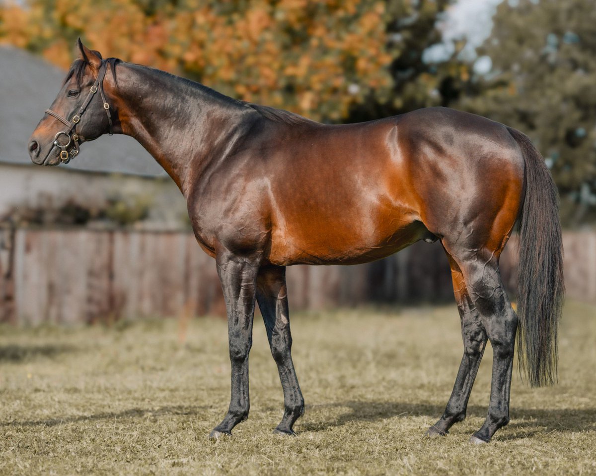 IREthoroughbred's tweet image. Sands Of Mali is on the move! ➡️

@BallyhaneStud G1 sprinter &amp;amp; leading young sire who produced this year's G1 Commonwealth Cup winner TIME FOR SANDALS (IRE) heads to @YeomanstownStud &amp;amp; will stand for €22,500. 🏖️

🗣️ "He breeds lovely horses who want to run &amp;amp; win," says…