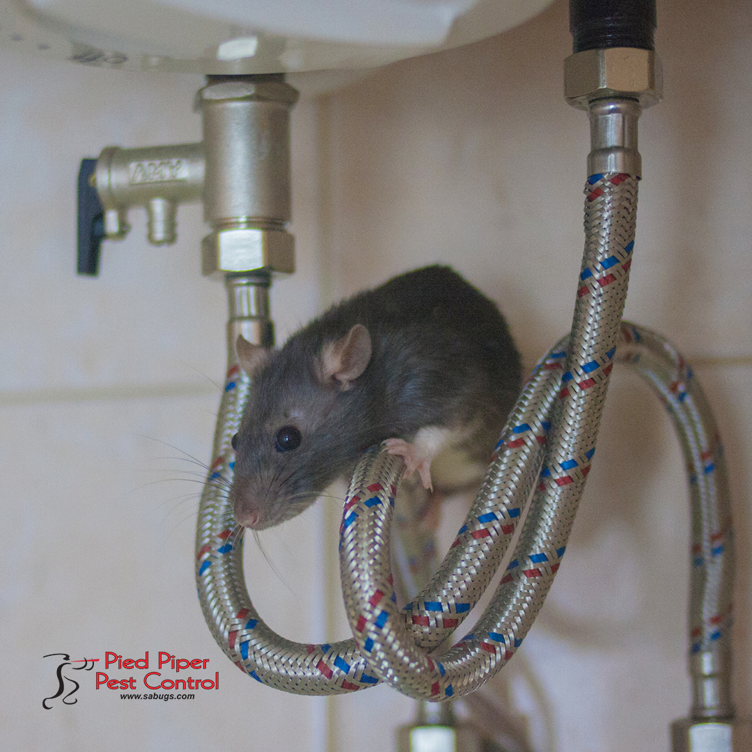 sabugs1's tweet image. Don&apos;t let rodents invade your home or business!

Call us! We can help you! 📞 (210) 702-2060

monkeylink.co/2c0fff
#PiedPiperPestControl #AffordablePestControlService #ResidentialPestControlService #CommercialPestControlService