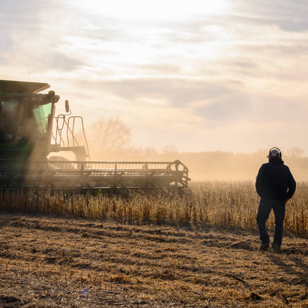 It’s harvest season! 🌾 From September through November, U.S. soybean farmers are hard at work bringing in the soybeans that help nourish communities and support a healthy, sustainable food system. 💚
#SoyConnection #USSoy #seasonofsoy